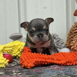 Nebula - Tricolors male French Bulldog puppy in Almo, Kentucky from Busy Bee French Bulldogs