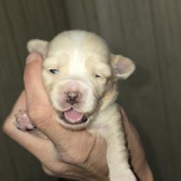Girl 1 - Cream female Maltipoo puppy in Brooksville, Florida from DeVall Maltipoos