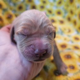 Girl 1 - Dark golden female Golden Retriever puppy in Middleburg, Florida from Rise and Shine Goldens