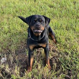 Yami - Rottweiler