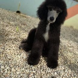 Poodle Puppies from PF Standard Poodles