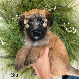 Girl 2 - Wheaten Soft Coated Wheaten Terrier puppy in Newark, Ohio from Valleydayle Doodles and Wheatens
