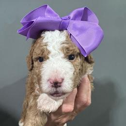 Purple - Yellow and white female Bernedoodle puppy in Petersburg, Michigan from Brittany’s Mini Bernedoodles