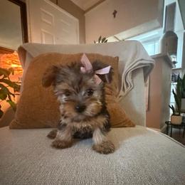 Girl 1 - Black and tan female Yorkshire Terrier puppy in Chino Hills, California from Chino Hills Yorkies