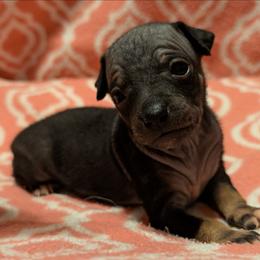 Sweet Potato - Black female American Hairless Terrier puppy in Phoenix, Arizona from Bare Valley