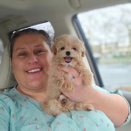 Maltipoo puppies from Mt.BakerPoodles&Doodles