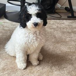 Bernedoodle puppies from Lynes of Doodles