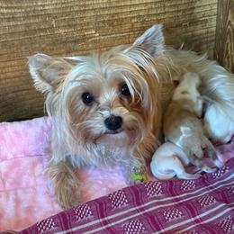 I-Leigh - Yorkshire Terrier