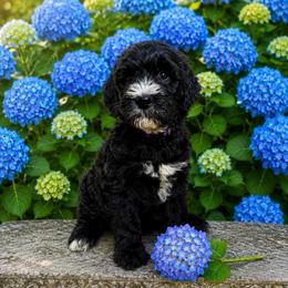 Molly (Pitcher) - Black female Goldendoodle puppy in Newark, Ohio from Valleydayle Doodles and Wheatens