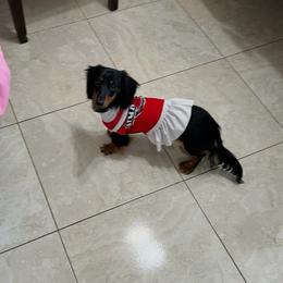 Agatha - Dachshund