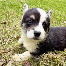 Female 2 - Black and tan female Pembroke Welsh Corgi puppy in Thornton, New Hampshire from Dinger’s Dogs