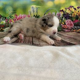 Miniature Australian Shepherd Puppies from Happy Tails, Colorado Mini Aussies