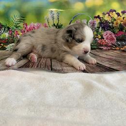 Miniature Australian Shepherd Puppies from Happy Tails, Colorado Mini Aussies