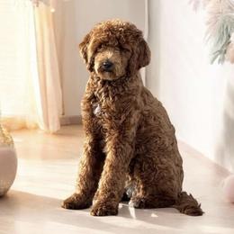 Audi - Goldendoodle
