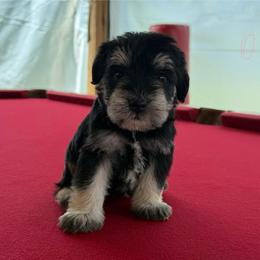 Girl 1 - Black and silver female Miniature Schnauzer puppy in Charlotte, North Carolina from Marley’s Babies