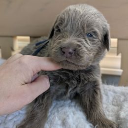 Red Boy - Beige male Newfoundland puppy in Independence, Missouri from K & L Ranch