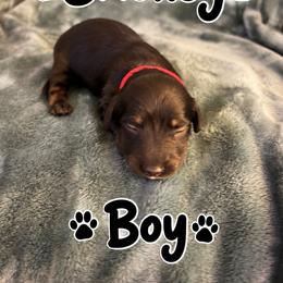 Dachshund Puppies from Dirksen Doxies