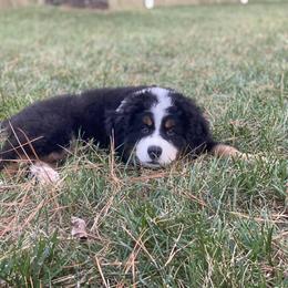 Bernese Mountain Dog Puppies from Allison Thornton
