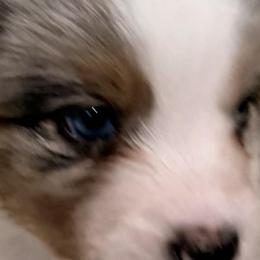Miniature American Shepherds from Hundred Acre Wood Homestead Kennels