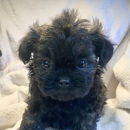 "Peekapoos" Pekingese Puppies from Wild Flower Pekingese