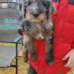 Aussiedoodle Puppies from Color Country Doodles