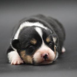 Black Tri Female - Black and tan female Pembroke Welsh Corgi puppy in Kansas City, Missouri from Willow Creek Corgis
