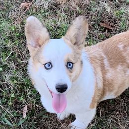 Axel - American Corgi