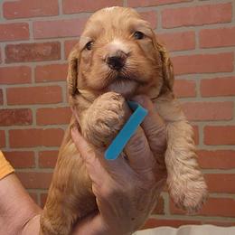 Teal - Golden male Cockapoo puppy in Los Molinos Ca, California from Sunshine Sanctuary Doodles