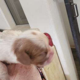 Kisser - Blenheim male Cavalier King Charles Spaniel puppy in Albany, Oregon from Hit Parade Cavaliers