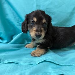Snickers - Black and cream male Dachshund puppy in Longview, Texas from Gee Dogs- Dachshunds and Bernedoodles