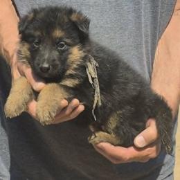 Boy 3 Blue - Black and tan male German Shepherd puppy in Lake George, Colorado from High Country German Shepherds
