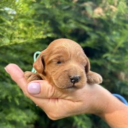 Everest - Red female Cockapoo puppy in Strasburg, Pennsylvania from Dana's Domain Cockapoos