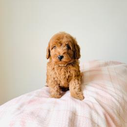 Cider - Red  female Goldendoodle puppy in Elizabethtown, Kentucky from Reddy Poodles & Doodles