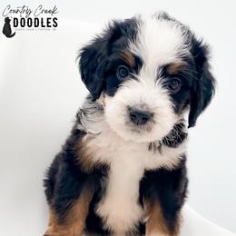 Korey - Tri-color male Bernedoodle puppy in Tipton, Indiana from Country Creek Doodles