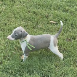 Mr. Aspen - White and blue male Italian Greyhound puppy in Texas from Italian Greyhounds of Frisco
