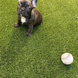 Boston Terrier and French Bulldog All Grown Up from Classic Boston Terriers and French Bulldogs