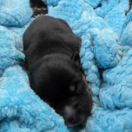 Sir Poppy Jr - Black and white male Pomsky puppy in Omaha, Nebraska from Wolfpack Pomskies
