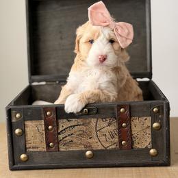 Juliet - Apricot female Goldendoodle puppy in Fayetteville, Georgia from Darling Doodles