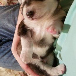 Alaskan Malamute Puppies from ArctiCircle Alaskan Malamutes