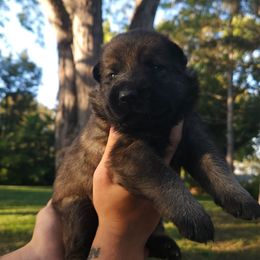 Bear - Sable male German Shepherd puppy in Lincoln, Nebraska from Nebraska K9