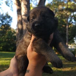 Bear - Sable male German Shepherd puppy in Lincoln, Nebraska from Nebraska K9