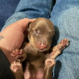 Dachshund Puppies from Devoted Doxies - DLL