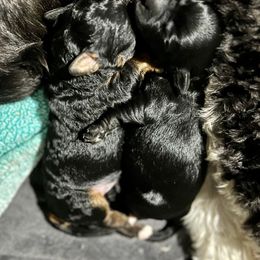 Goldendoodle and Poodle Puppies from SnickerDoodlePups
