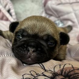 American Bulldog, French Bulldog, and Rat Terrier Puppies from DF's Unlimited Ruff