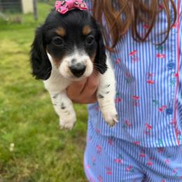 Sky - Piebald female Dachshund puppy in Mansfield, Missouri from Owens Farm