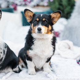 American Corgis and Pembroke Welsh Corgis from Turnbull Corgis