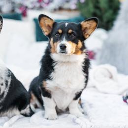 American Corgis and Pembroke Welsh Corgis from Turnbull Corgis