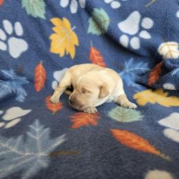 Karen - Golden female Golden Retriever puppy in Menasha, Wisconsin from Kreger's K9s