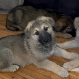Ranger - Sable male German Shepherd puppy in New Martinsville, West Virginia from Hunter K-9