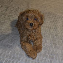 Mack - Red Cavapoo puppy in Dewey, Oklahoma from Lebel Cavapoos